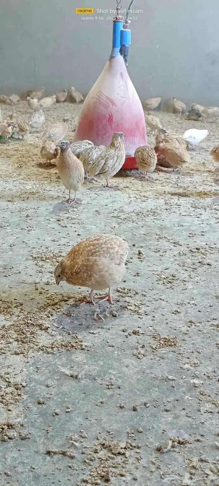 900 حبة سمان كريمي سوبر جامبو 8