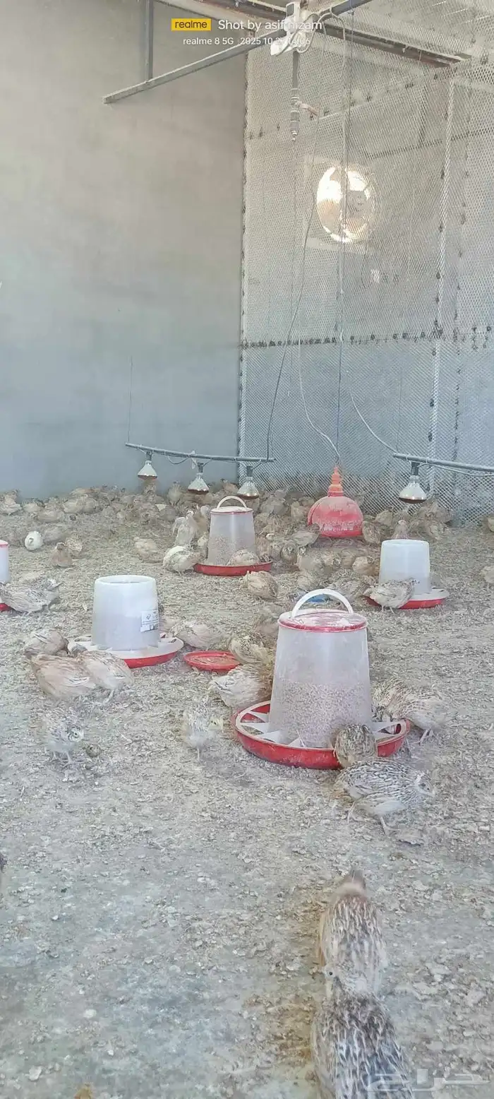 900 حبة سمان كريمي سوبر جامبو 1