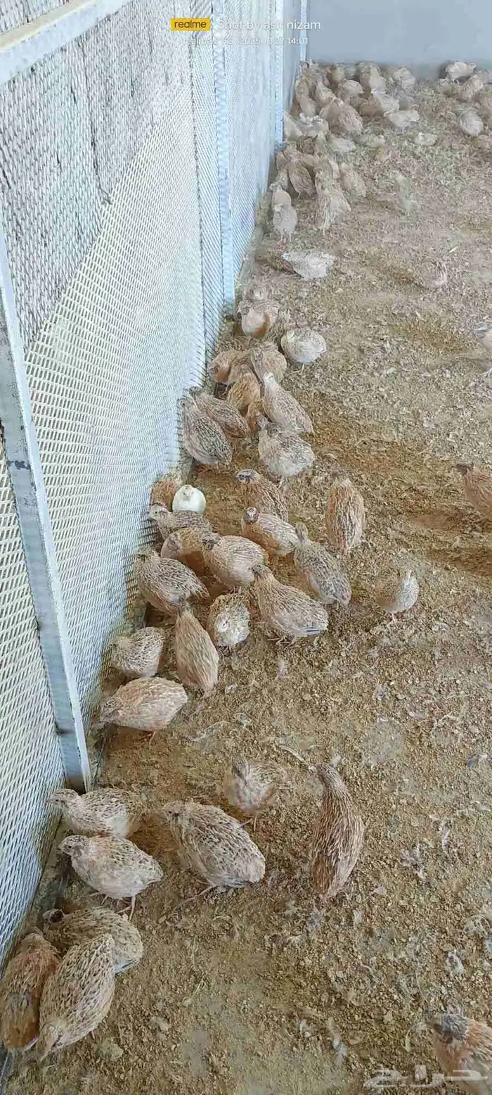 900 حبة سمان كريمي سوبر جامبو 7