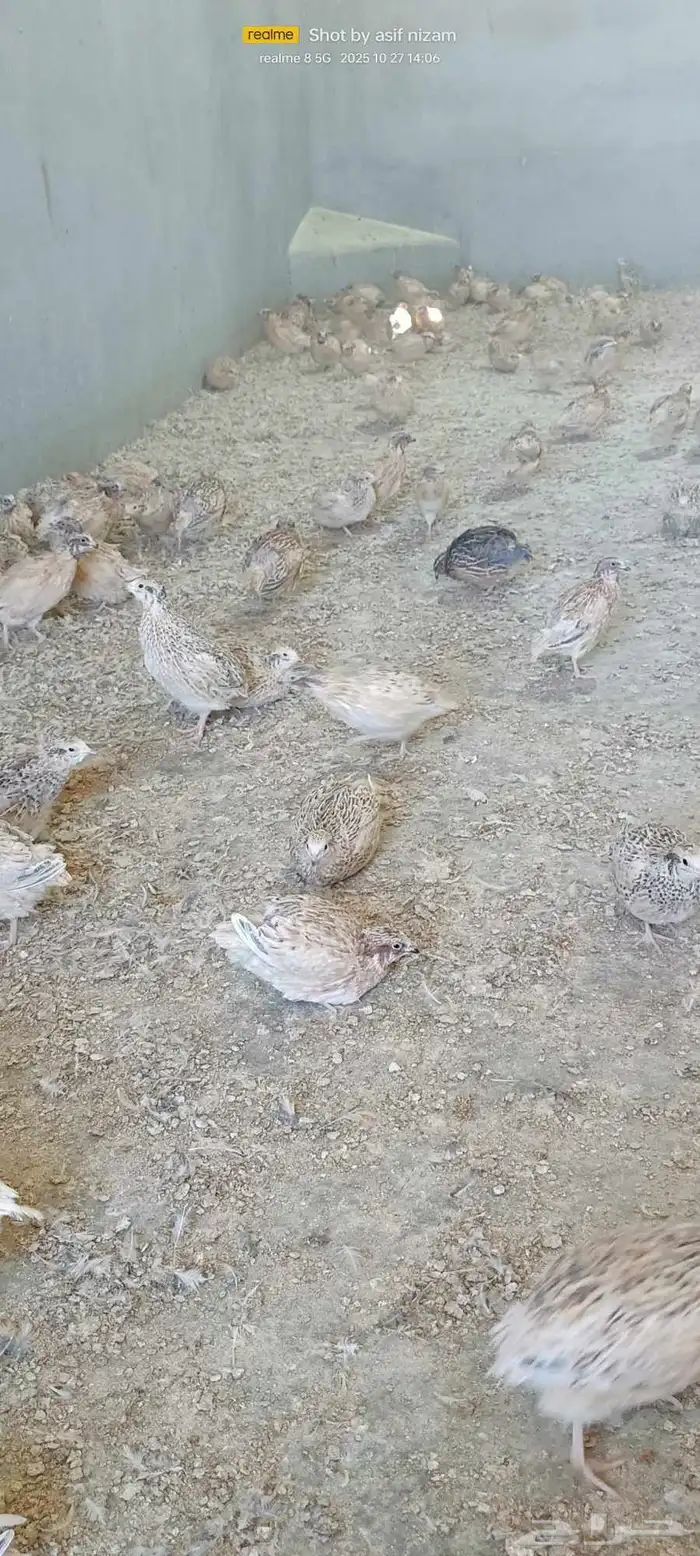 900 حبة سمان كريمي سوبر جامبو 2