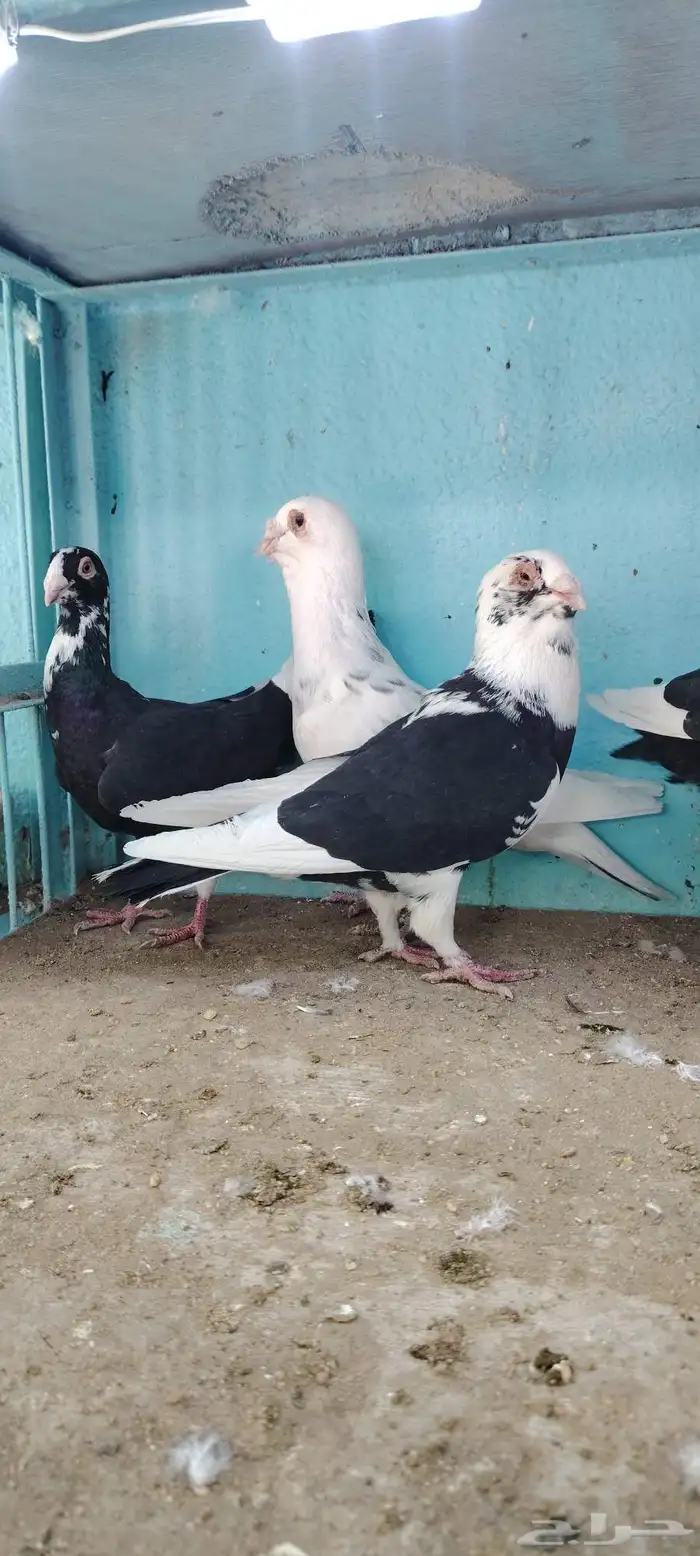 حمام مساويد و عجمي 0