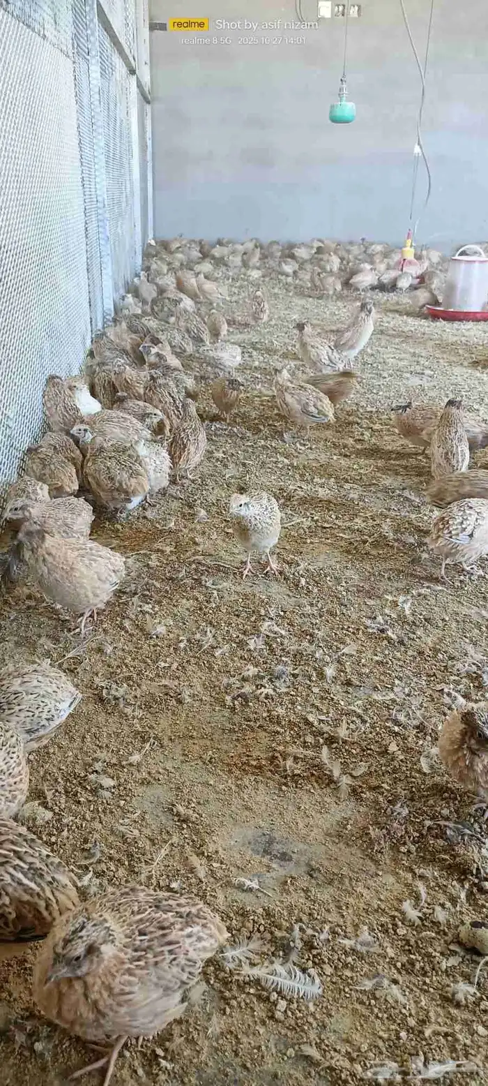 900 حبة سمان كريمي سوبر جامبو 4