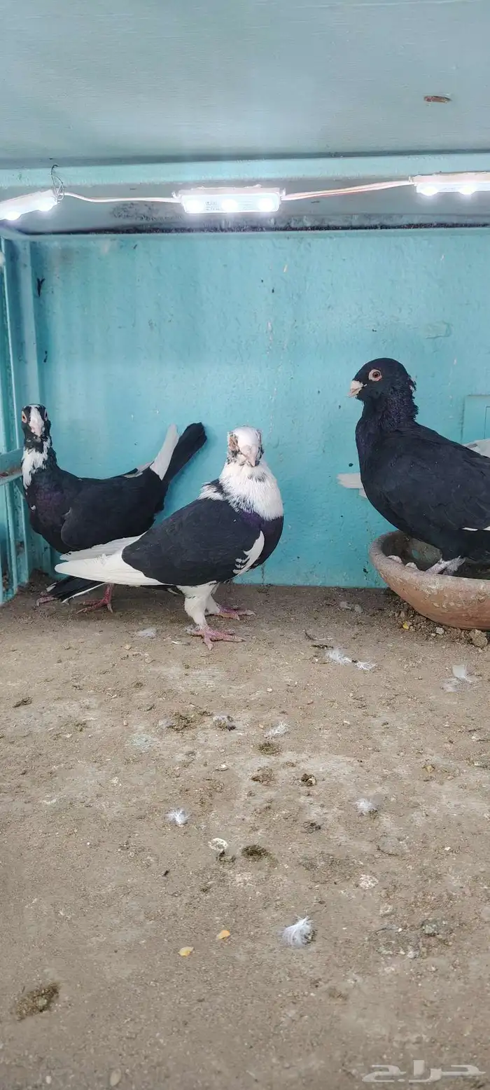 حمام مساويد و عجمي 4