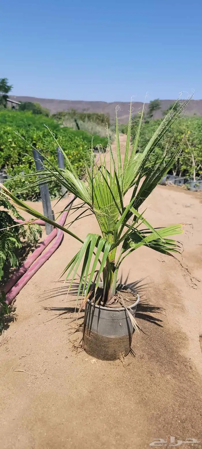 مشتل ابراهيم الزهراني لبيع الاشجار و الشتلات 4