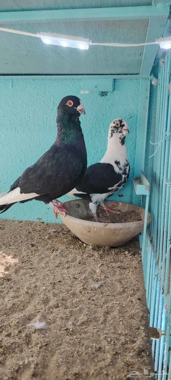 حمام مساويد و عجمي 2