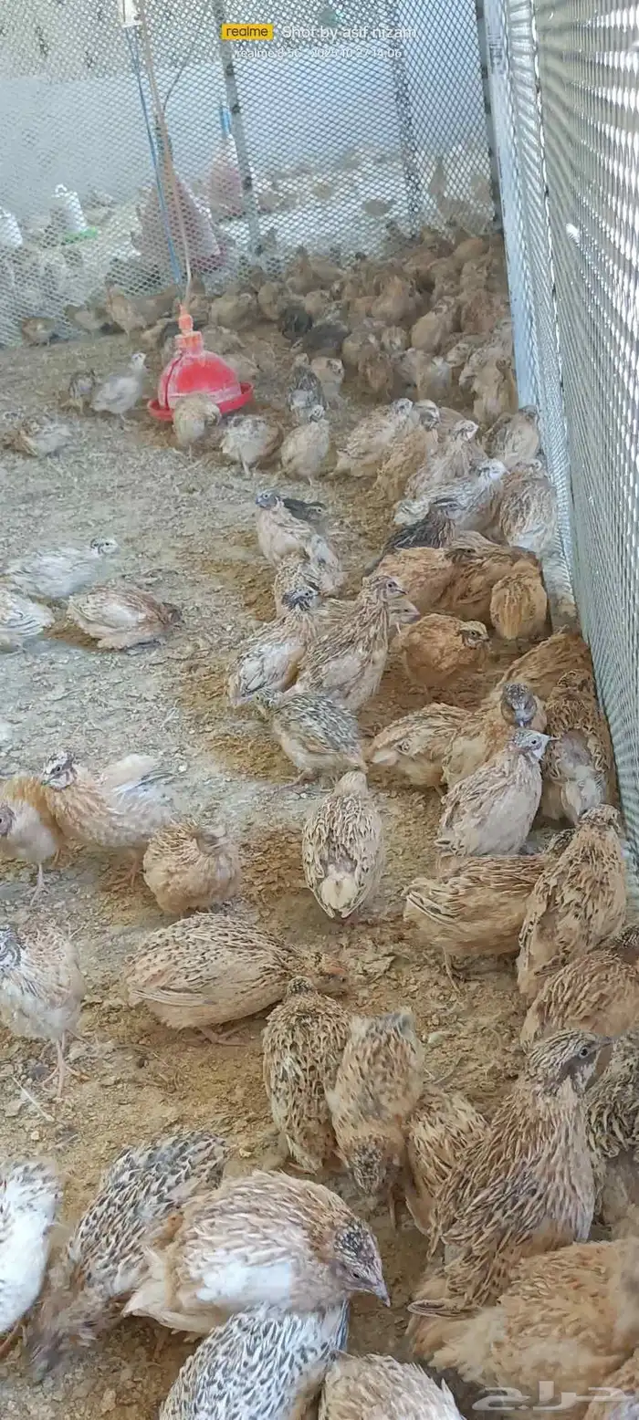 900 حبة سمان كريمي سوبر جامبو 6