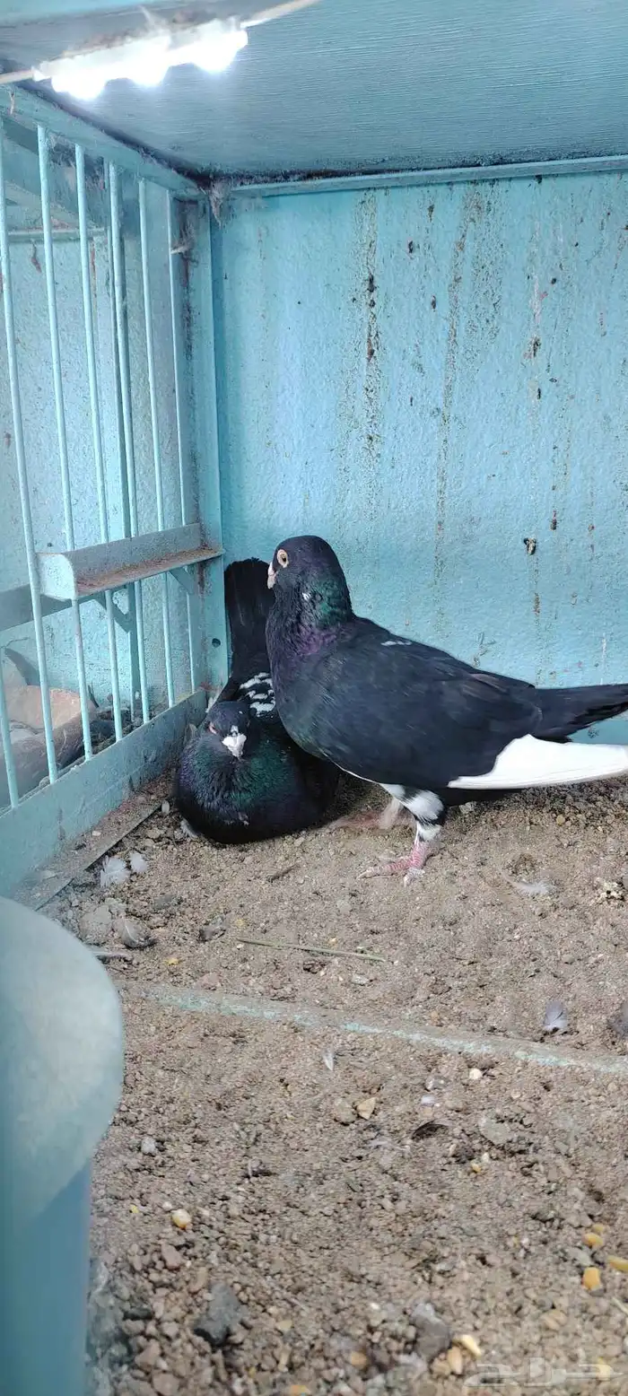 حمام مساويد و عجمي 3