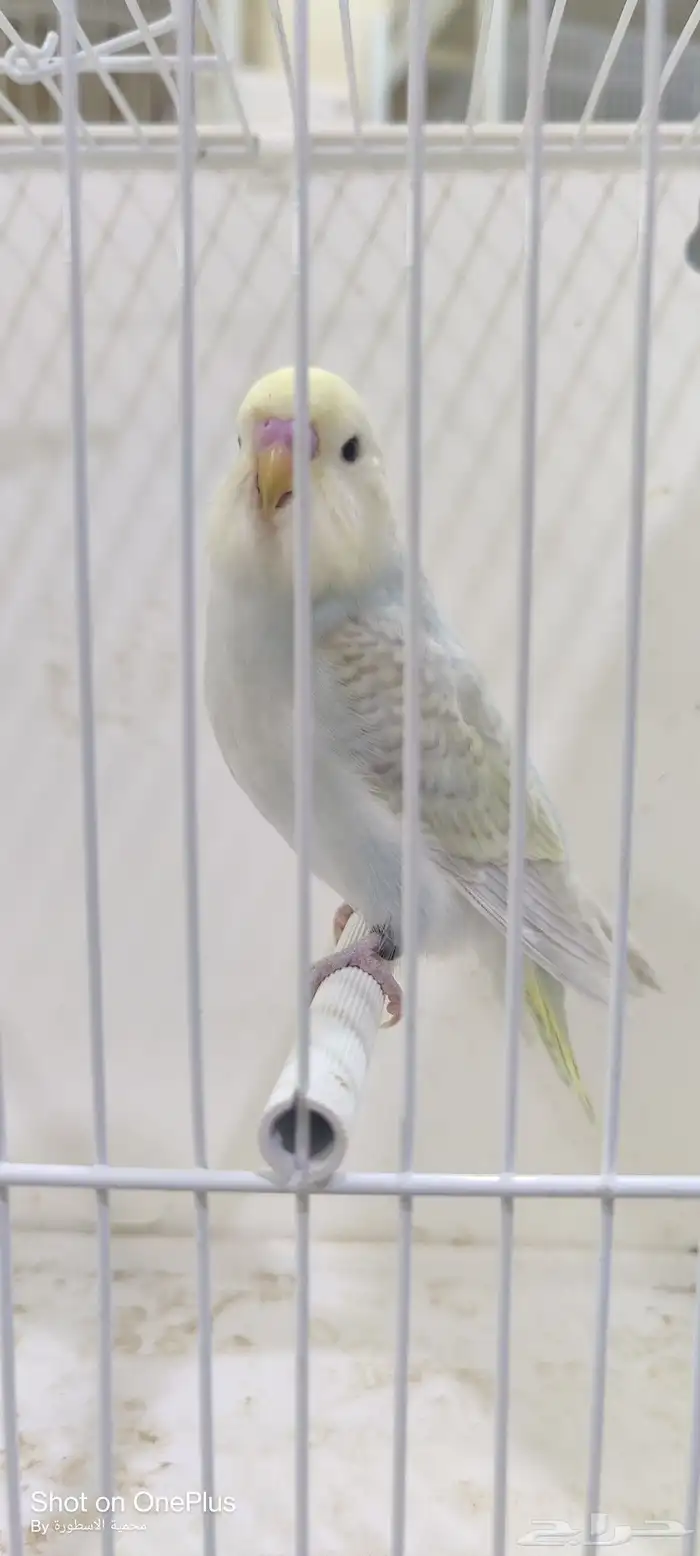 بادجي انصاص 0