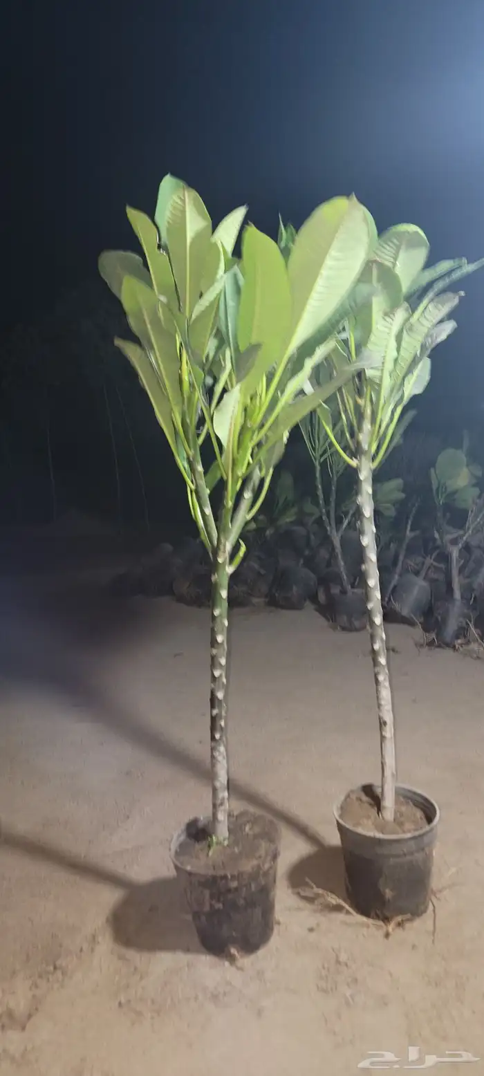 مشتل ابراهيم الزهراني لبيع الاشجار و الشتلات 8