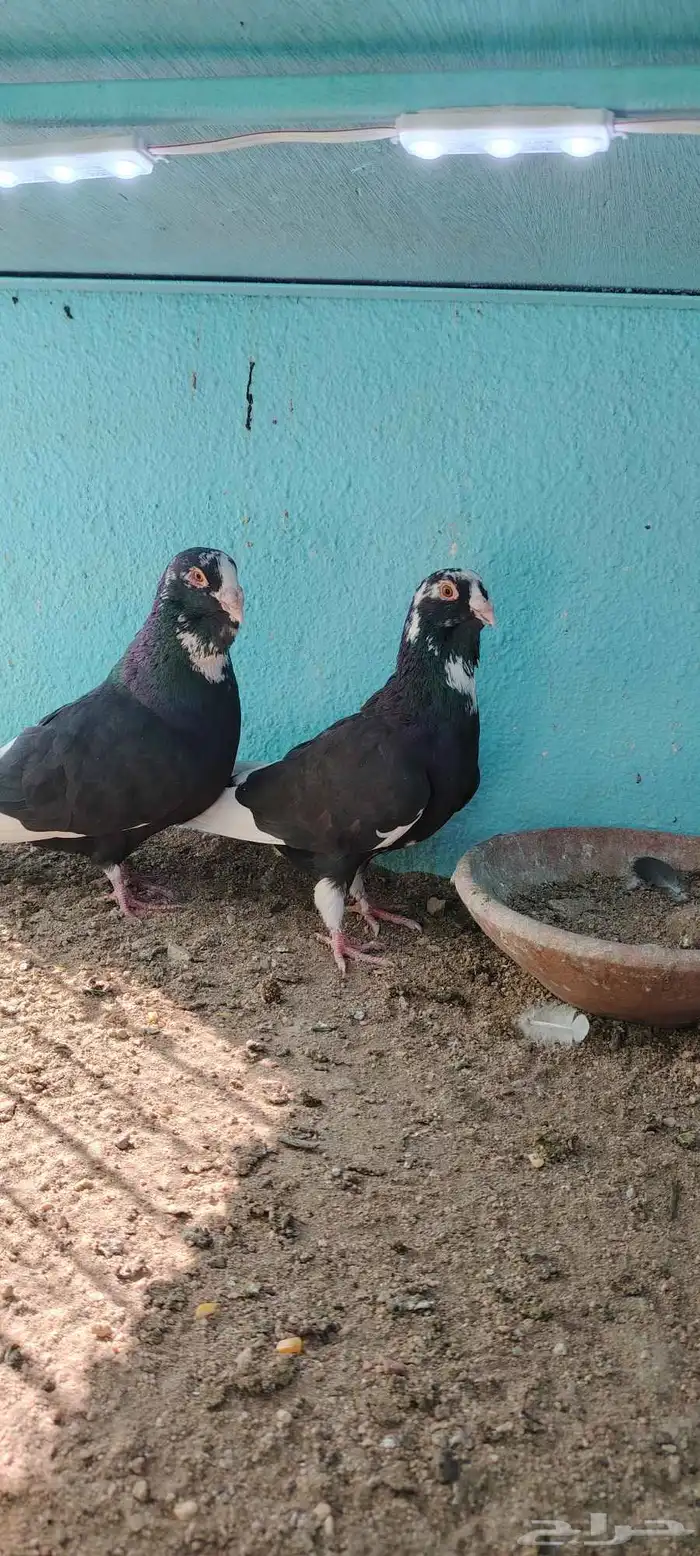 حمام مساويد و عجمي 1