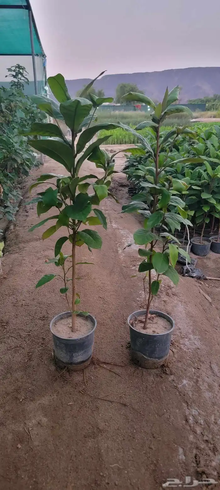 مشتل ابراهيم الزهراني لبيع الاشجار و الشتلات 3