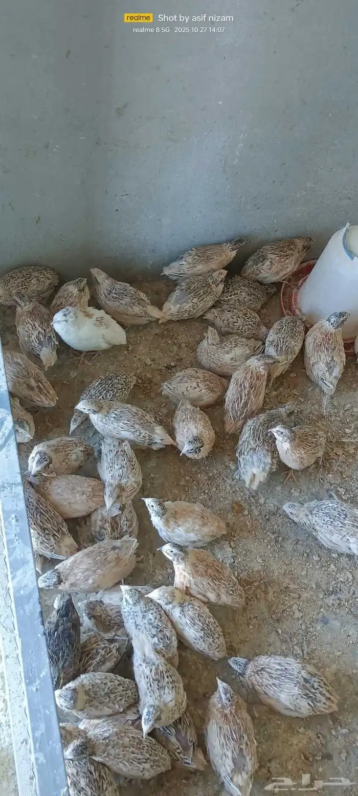 900 حبة سمان كريمي سوبر جامبو 3