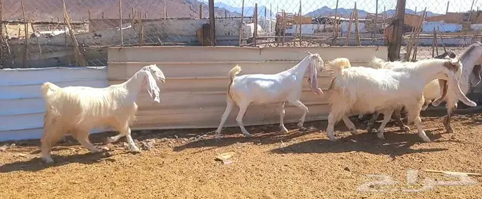 لعشاق الصنف معزا بيض مطورات فواخر ودفيع لاعلي سوم 15