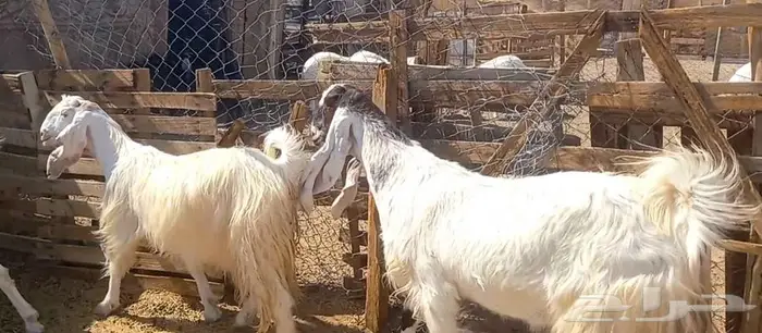 لعشاق الصنف معزا بيض مطورات فواخر ودفيع لاعلي سوم 6