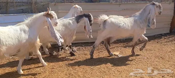 لعشاق الصنف معزا بيض مطورات فواخر ودفيع لاعلي سوم 12