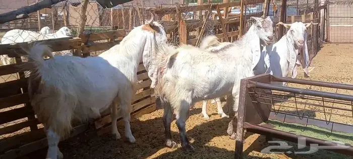 لعشاق الصنف معزا بيض مطورات فواخر ودفيع لاعلي سوم 22