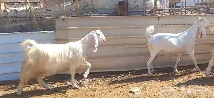 لعشاق الصنف معزا بيض مطورات فواخر ودفيع لاعلي سوم 8