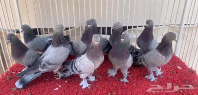 حمام اتراك index