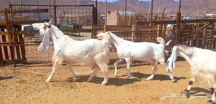 لعشاق الصنف معزا بيض مطورات فواخر ودفيع لاعلي سوم 19