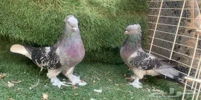 حمام اتراك index