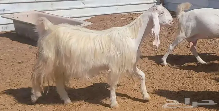 لعشاق الصنف معزا بيض مطورات فواخر ودفيع لاعلي سوم 26