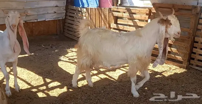 لعشاق الصنف معزا بيض مطورات فواخر ودفيع لاعلي سوم 21