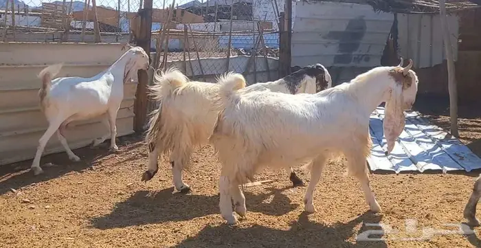 لعشاق الصنف معزا بيض مطورات فواخر ودفيع لاعلي سوم 29