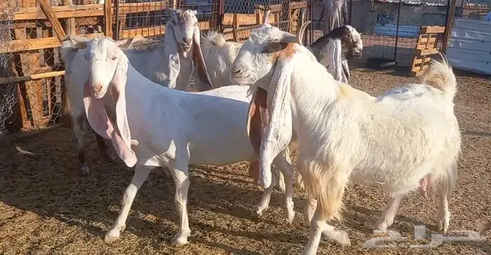 لعشاق الصنف معزا بيض مطورات فواخر ودفيع لاعلي سوم 16