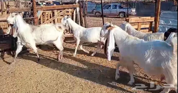 لعشاق الصنف معزا بيض مطورات فواخر ودفيع لاعلي سوم 13