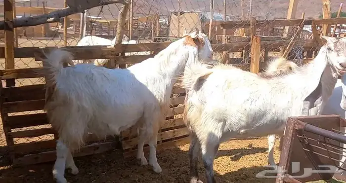 لعشاق الصنف معزا بيض مطورات فواخر ودفيع لاعلي سوم 5