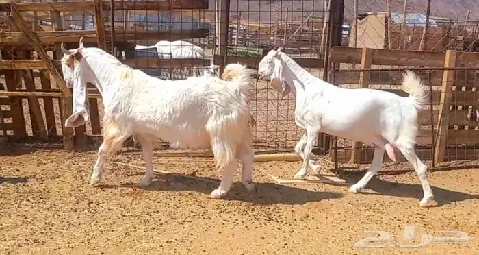 لعشاق الصنف معزا بيض مطورات فواخر ودفيع لاعلي سوم 4