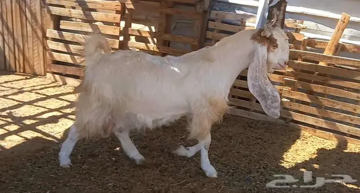 لعشاق الصنف معزا بيض مطورات فواخر ودفيع لاعلي سوم 30