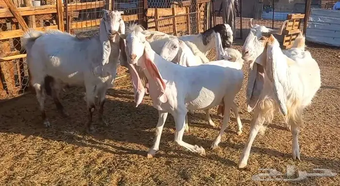 لعشاق الصنف معزا بيض مطورات فواخر ودفيع لاعلي سوم 3