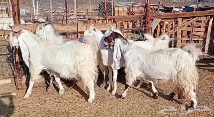 لعشاق الصنف معزا بيض مطورات فواخر ودفيع لاعلي سوم 23