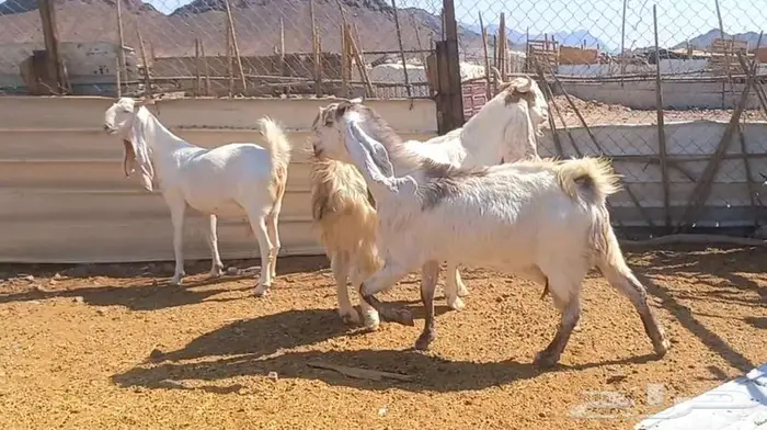 لعشاق الصنف معزا بيض مطورات فواخر ودفيع لاعلي سوم 9