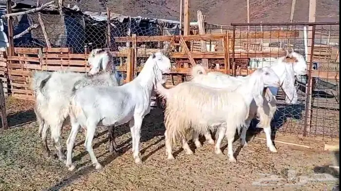 لعشاق الصنف معزا بيض مطورات فواخر ودفيع لاعلي سوم 34