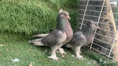 حمام اتراك index