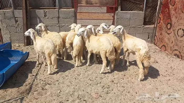 طليان ورخال تربيه على 720 1