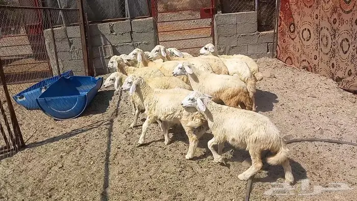 طليان ورخال تربيه على 720 0