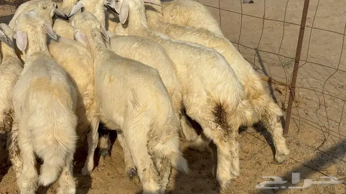 غنم 21 تحتها 14 بهما ذبايح 3