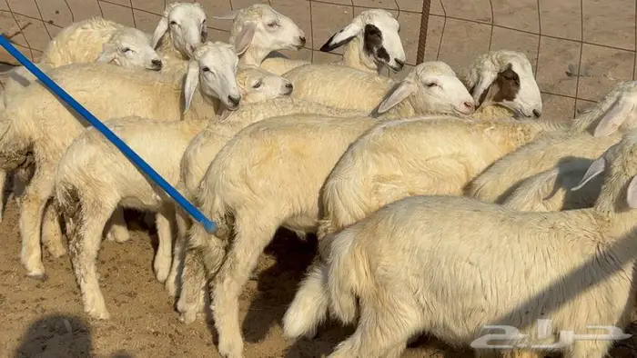 غنم 21 تحتها 14 بهما ذبايح 8