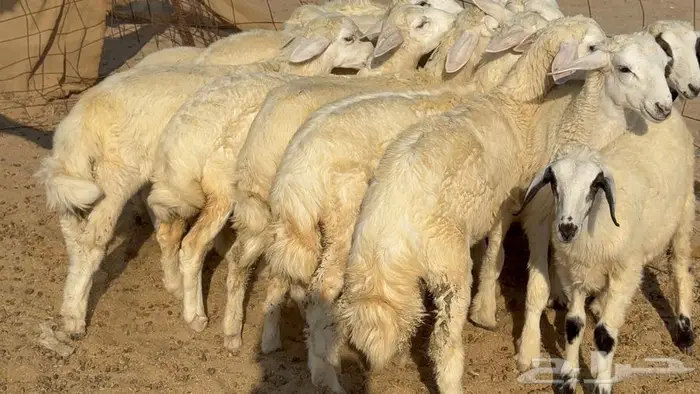 غنم 21 تحتها 14 بهما ذبايح 0