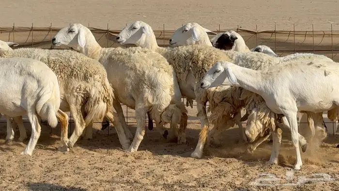 غنم 21 تحتها 14 بهما ذبايح 2