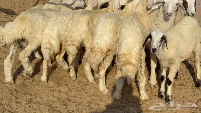 غنم 21 تحتها 14 بهما ذبايح 12