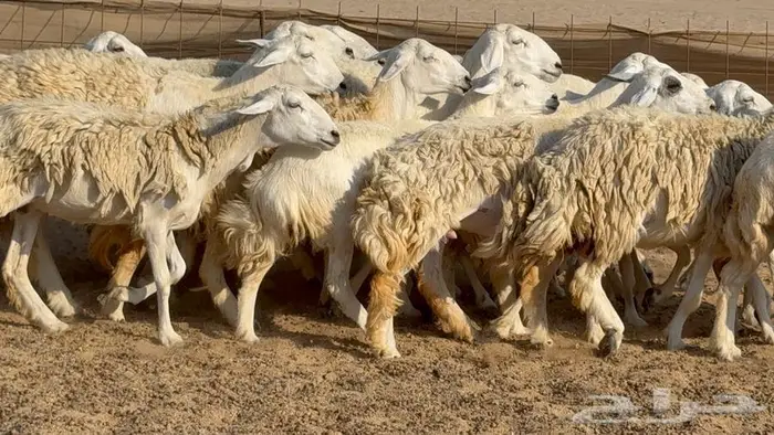 غنم 21 تحتها 14 بهما ذبايح 1