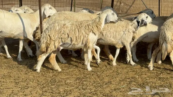 غنم 21 تحتها 14 بهما ذبايح 10