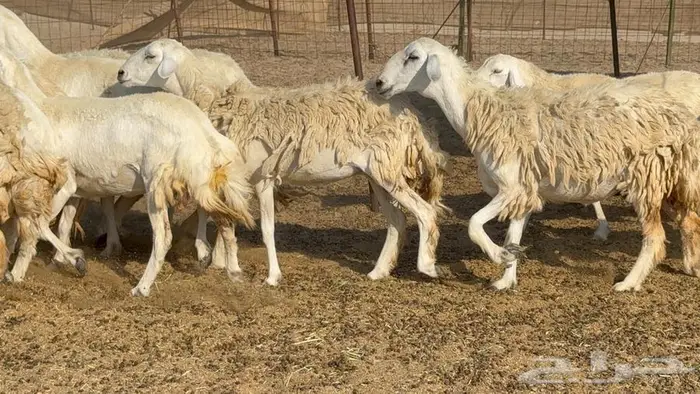 غنم 21 تحتها 14 بهما ذبايح 16