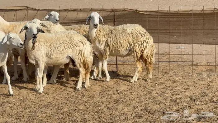 غنم 21 تحتها 14 بهما ذبايح 13