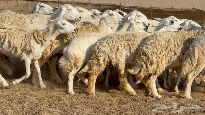 غنم 21 تحتها 14 بهما ذبايح 9