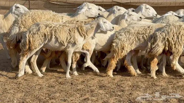 غنم 21 تحتها 14 بهما ذبايح 14